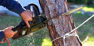 Reliable Algoma, WI Tree Removal Solutions