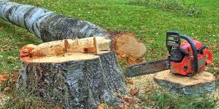 How Our Tree Care Process Works  in  Algoma, WI