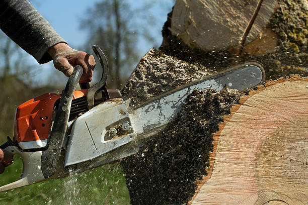 Best Lawn Grading and Leveling  in Algoma, WI
