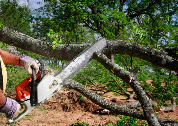 Best Tree Preservation Services  in Algoma, WI